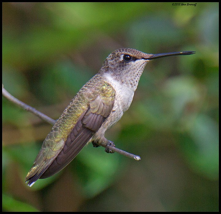 _3SB6945 black-chinned hummingbird.jpg